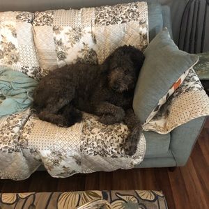 Meet your Posher, Bruce